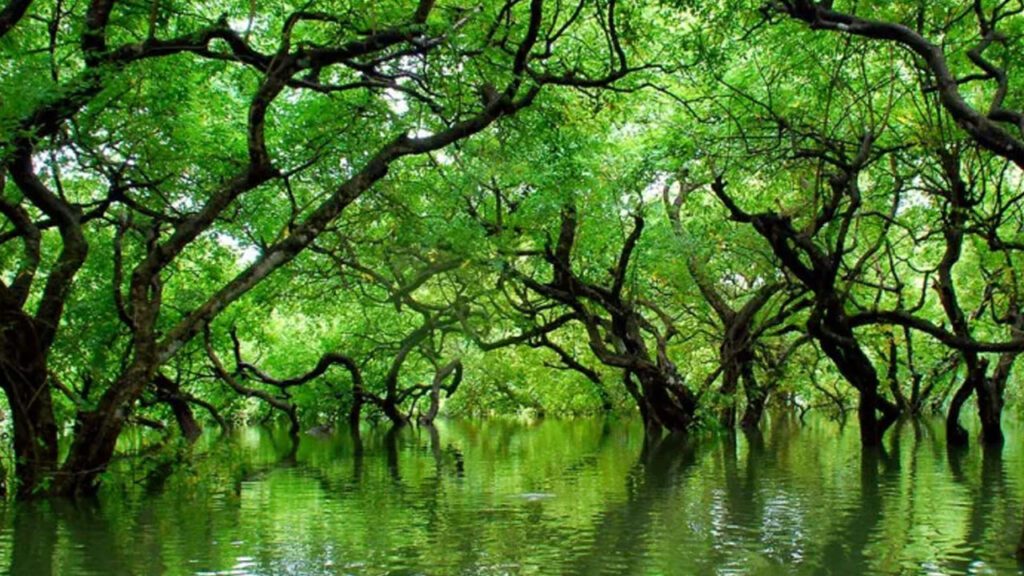 হিজল করচ বাগান তাংগুয়ার হাওর