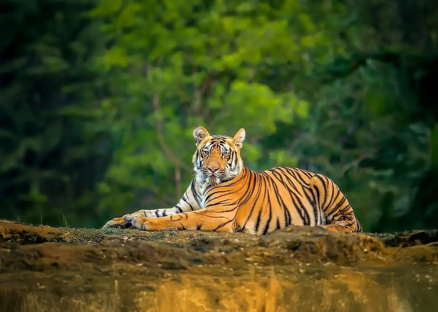 Sundarban Tour Package - Tourvill