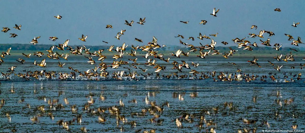 শীতকালে টাঙ্গুয়ার হাওরে জড়ো হওয়া পরিযায়ী পাখির ঝাঁক